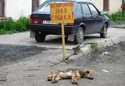 Обережно, злий пес! Підбірка найкреативніших написів на цю тему (20 фото) () Обережно, злий пес! Підбірка найкреативніших написів на цю тему (20 фото)