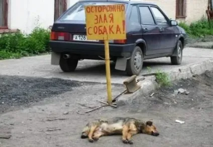 Обережно злий собака 20 забавних табличок ( «обережно злий собака») Обережно злий собака 20 забавних табличок