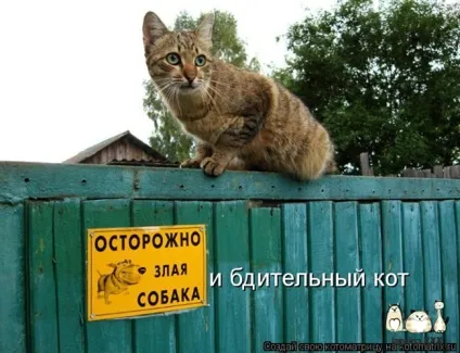 Обережно, злий пес! Підбірка найкреативніших написів на цю тему (20 фото) () Обережно, злий пес! Підбірка найкреативніших написів на цю тему (20 фото)