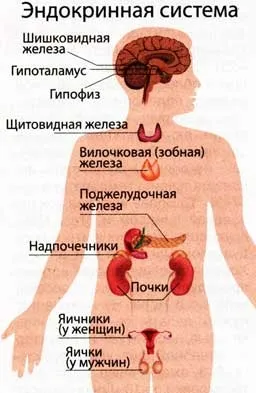 Від йоду до гормону, ви здорові (залоз внутрішньої секреції) Від йоду до гормону, ви здорові