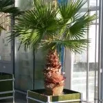 Пальма вашингтония в домашніх умовах (пазушні довжиною квітки) Пальма вашингтония в домашніх умовах