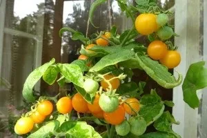 Озеленення балкона поради від профі