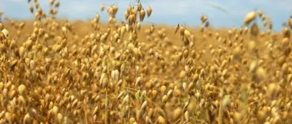 Овес для очищення організму рецепти, застосування, відгуки
