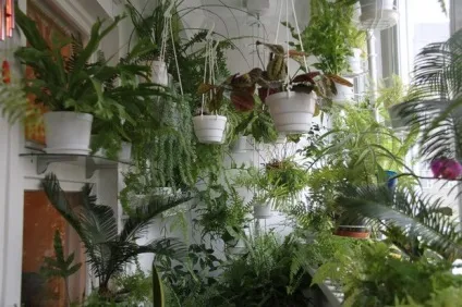 Озеленення балкона - варіанти, вибір рослин, фото (балкона) Озеленення балкона - варіанти, вибір рослин, фото