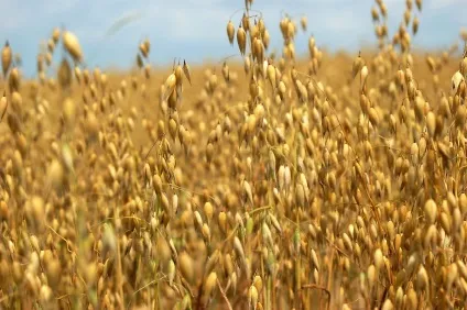 Овес лікувальні властивості і протипоказання до застосування