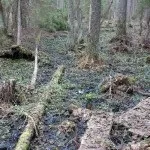 Перната башка полювання на сову, на рубежах (ліс) Перната башка полювання на сову, на рубежах