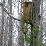 Перната башка полювання на сову, на рубежах (сову) Перната башка полювання на сову, на рубежах