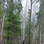 Перната башка полювання на сову, на рубежах (сова) Перната башка полювання на сову, на рубежах