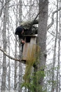 Перната башка полювання на сову, на рубежах (сову) Перната башка полювання на сову, на рубежах