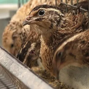 Перепелиця корисні властивості для здоров'я, food and health (здоров'я) Перепелиця корисні властивості для здоров'я, food and health