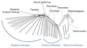Перелом крила, мої домашні вихованці (вихованці) Перелом крила, мої домашні вихованці