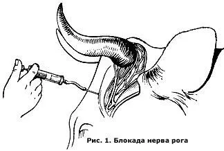 перелом роги