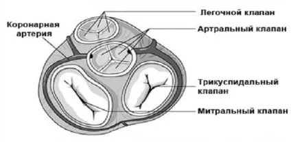 Перкусія та пальпація серця у дітей і у дорослих (дорослих) Перкусія та пальпація серця у дітей і у дорослих