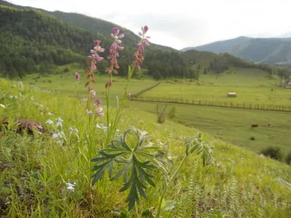 Переїзд з Горловкаа в село Онгудай гірського алтая, не сидиться - клуб бажаючих переїхати (алтая) Переїзд з Горловкаа в село Онгудай гірського алтая, не сидиться - клуб бажаючих переїхати