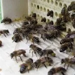 Пильцеуловітель, його пристрій і застосування, практичне бджільництво (пильцеуловітель) Пильцеуловітель, його пристрій і застосування, практичне бджільництво