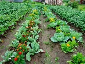 Планування городу розташування грядок, чергування культур (чергування) Планування городу розташування грядок, чергування культур