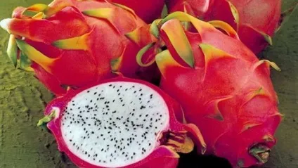 Пітахайя, dragon fruit, як їдять пітахайю, властивості пітахайї, склад пітахайї смак пітахайї, (склад і смак | як їдять пітахайю) Пітахайя, dragon fruit, як їдять пітахайю, властивості пітахайї, склад пітахайї смак пітахайї,