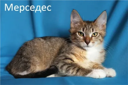 Харчування сіамських кошенят