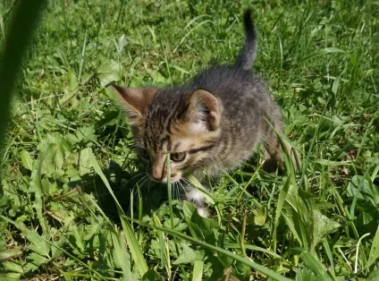 Харчування сіамських кошенят