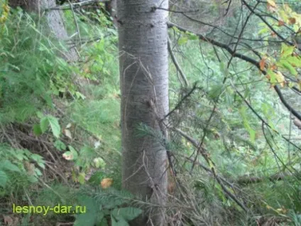 Ялиця сибірська, лісова комора (ялиця сибірська) Ялиця сибірська, лісова комора