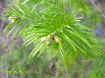 Ялиця сибірська, лісова комора (шишки ялиці сибірської) Ялиця сибірська, лісова комора