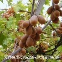 Плодова рослина китайський агрус - популярно про здоров'я (рослина китайський агрус) Плодова рослина китайський агрус - популярно про здоров'я