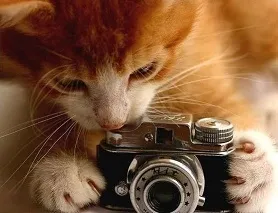 Чому ми погано виходимо на фотографіях (фотографії) Чому ми погано виходимо на фотографіях