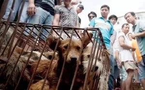 Чому китайці їдять собак, chinapk весь китай (чому китайці їдять собак) Чому китайці їдять собак, chinapk весь китай