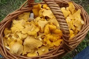Чому гірчать лисички після заморозки рецепти кулінарії (після) Чому гірчать лисички після заморозки рецепти кулінарії