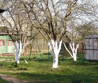 Побілка дерев навесні - красивий і здоровий сад, люблю свій сад (побілка дерев навесні) Побілка дерев навесні - красивий і здоровий сад, люблю свій сад