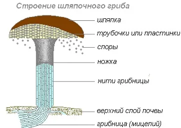 Плодове тіло грибів