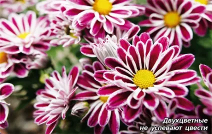 Чому не цвітуть хризантеми