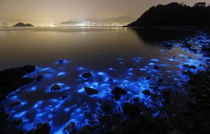 Чому море світиться, цікаві факти, міфи, омани (море) Чому море світиться, цікаві факти, міфи, омани