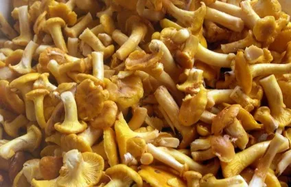 Чому лисички гірчать після заморозки, як прибрати гіркоту