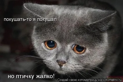 Чому кішки люблять оливки (оливки) Чому кішки люблять оливки