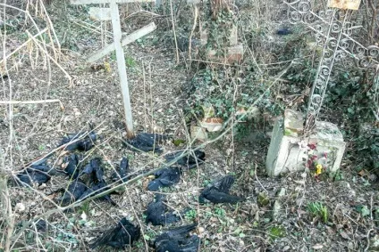 Чому гинуть птахи Житомирські звістки (гинуть) Чому гинуть птахи Житомирські звістки