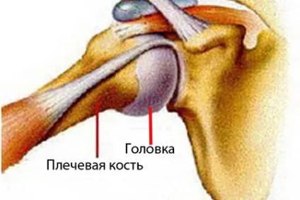 Плечовий суглоб анатомія, будова, особливості, форма