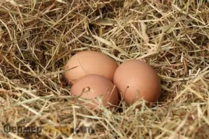 Чому кури не несуться причини, що робити для збільшення несучості (кури несуться причини) Чому кури не несуться причини, що робити для збільшення несучості