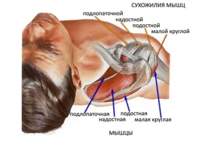 Плечовий суглоб анатомія, будова, особливості, форма