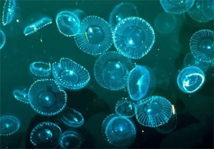 Чому море світиться