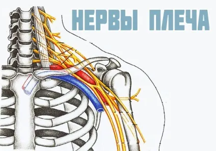 Плечовий суглоб анатомія, будова, м'язи і зв'язки плеча (плечовий) Плечовий суглоб анатомія, будова, м'язи і зв'язки плеча