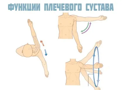 Плечовий суглоб анатомія, будова, м'язи і зв'язки плеча (будова) Плечовий суглоб анатомія, будова, м'язи і зв'язки плеча