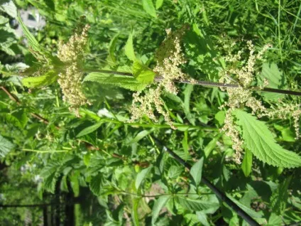 Чому кропива жалить так боляче (жалить) Чому кропива жалить так боляче