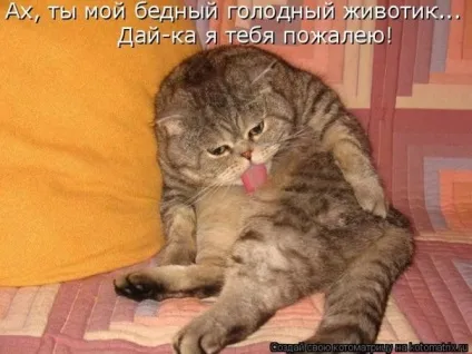 Чому кішки люблять оливки (чому) Чому кішки люблять оливки