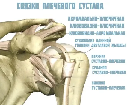 Плечовий суглоб анатомія, будова, м'язи і зв'язки плеча (плечовий) Плечовий суглоб анатомія, будова, м'язи і зв'язки плеча