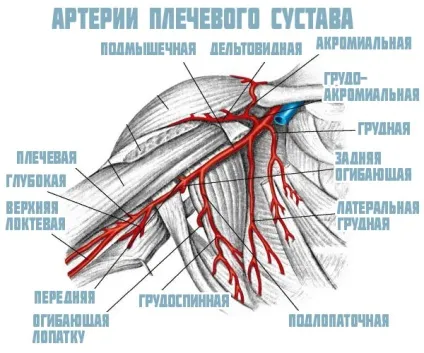 Плечовий суглоб анатомія, будова, м'язи і зв'язки плеча (плечовий) Плечовий суглоб анатомія, будова, м'язи і зв'язки плеча