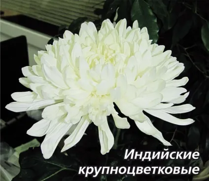 Чому не цвітуть хризантеми