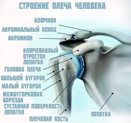 Плечовий суглоб анатомія, будова, м'язи і зв'язки плеча (суглоб) Плечовий суглоб анатомія, будова, м'язи і зв'язки плеча