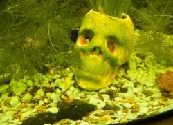 Чому зеленіє вода в акваріумі (вода) Чому зеленіє вода в акваріумі