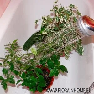 Чому у китайської троянди опадають бутони, кімнатні рослини (обпадають) Чому у китайської троянди опадають бутони, кімнатні рослини